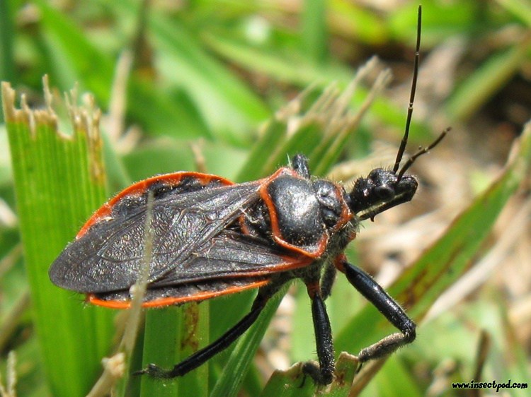 assassin bug1